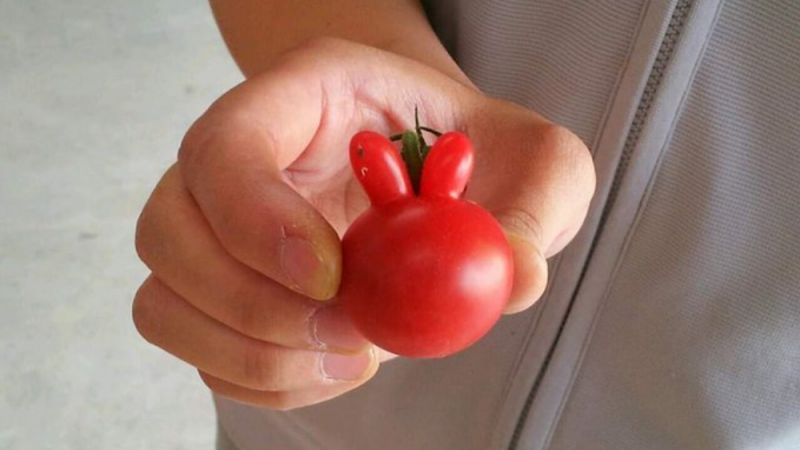 tomato